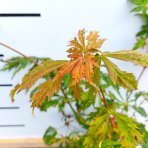 Javor japonský (Acer japonicum) 'ACONITIFOLIUM´ - výška 40-60 cm, kont. C3L